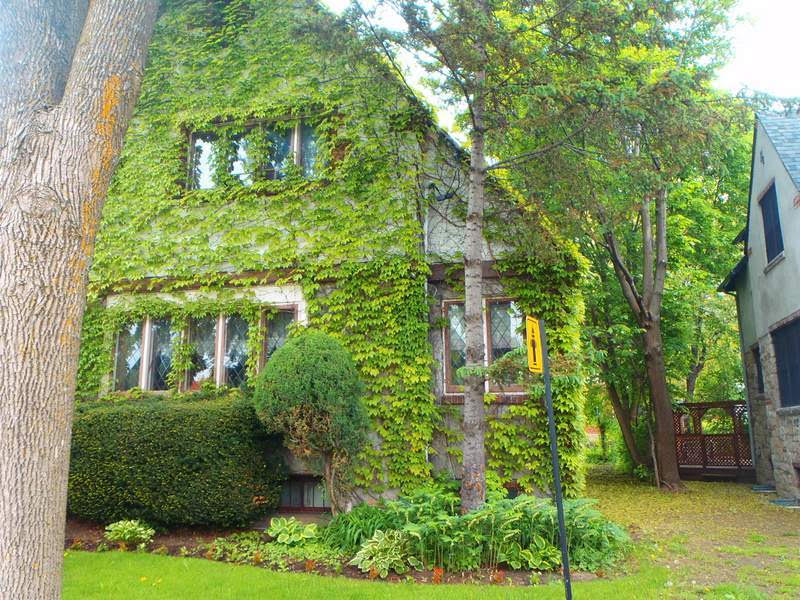vines-on-brick-ivy-mose-home-inspection-services-Montreal-2